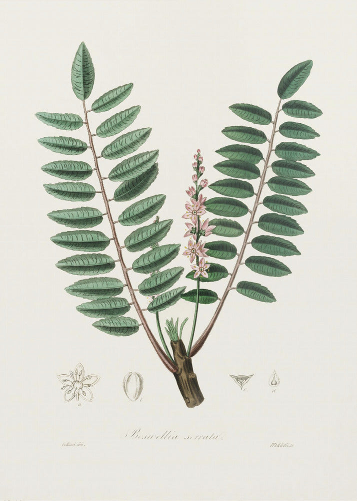 Plakat - Boswellia Serrata Medical Botany