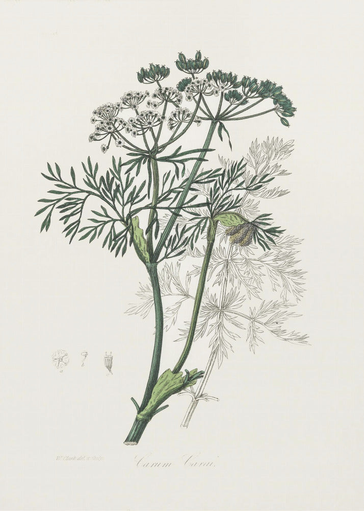 Plakat - Caraway (carum Carui) Medical Botany