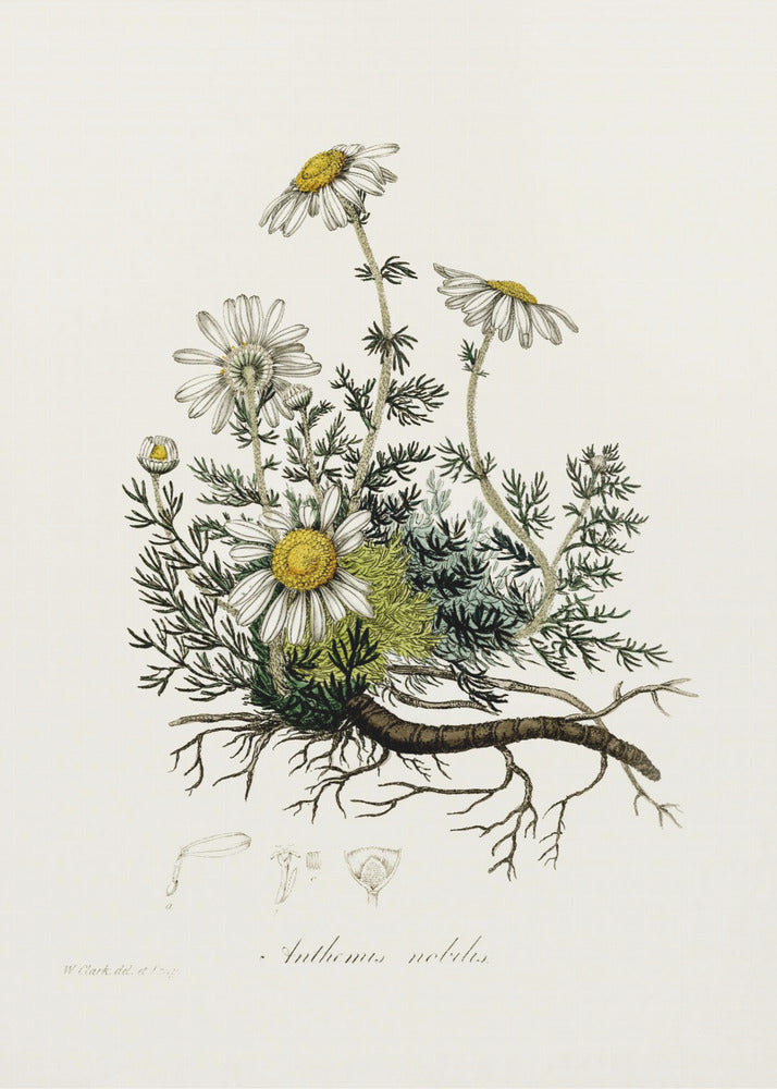 Plakat - Chamomile (anthemis Nobilis) Medical Botany