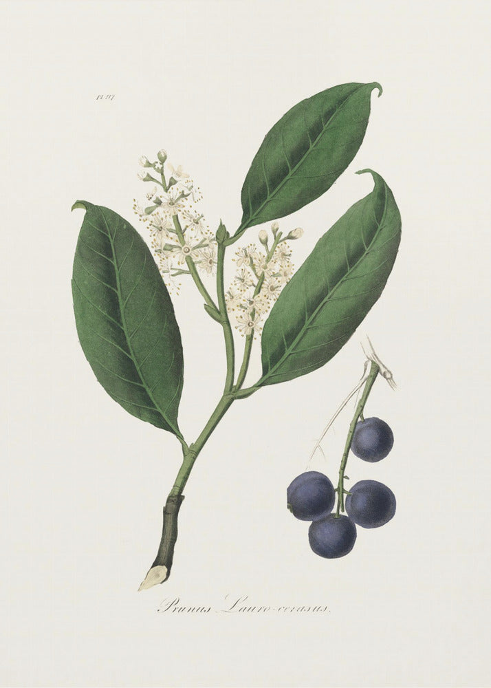 Plakat - Cherry Laurel (prunus Laurocerasus) Medical Botany