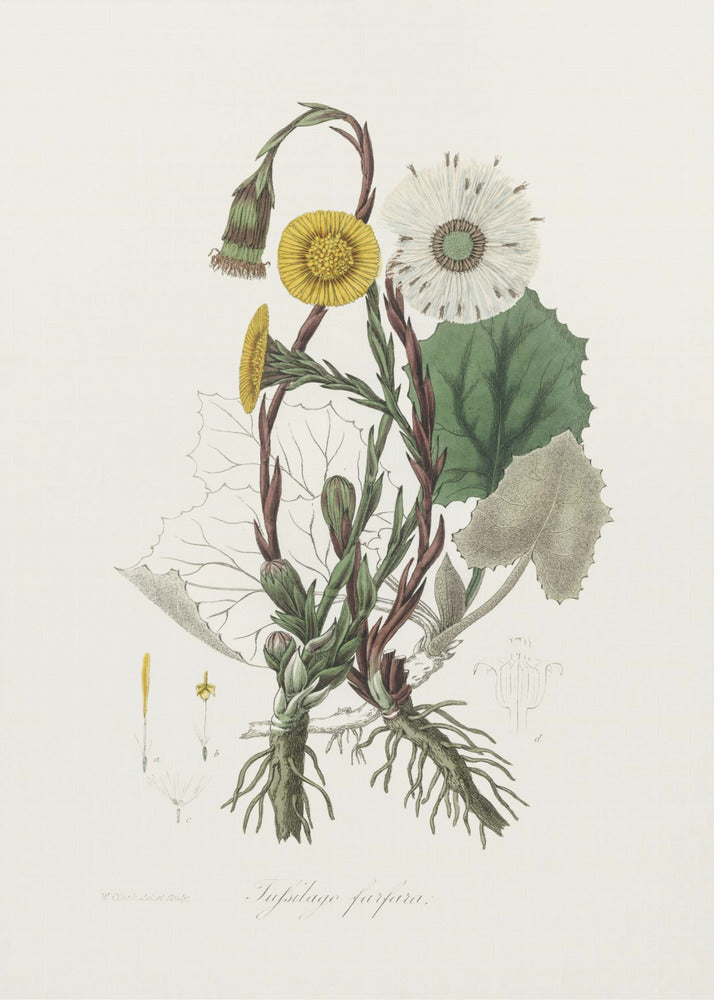 Plakat - Coltsfoot (tussilago Farfara)  Medical Botany - Admen.dk