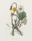 Plakat - Coltsfoot (tussilago Farfara)  Medical Botany - Admen.dk
