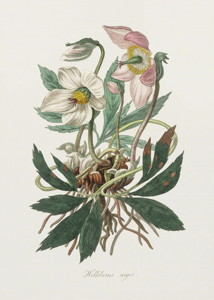 Plakat - Christmas Rose (helleborus Niger)  Medical Botany