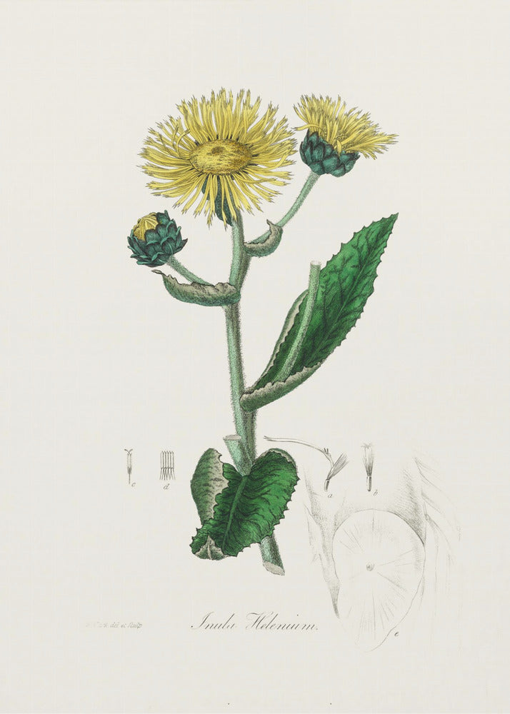 Plakat - Elecampane (inula Helenium) Medical Botany