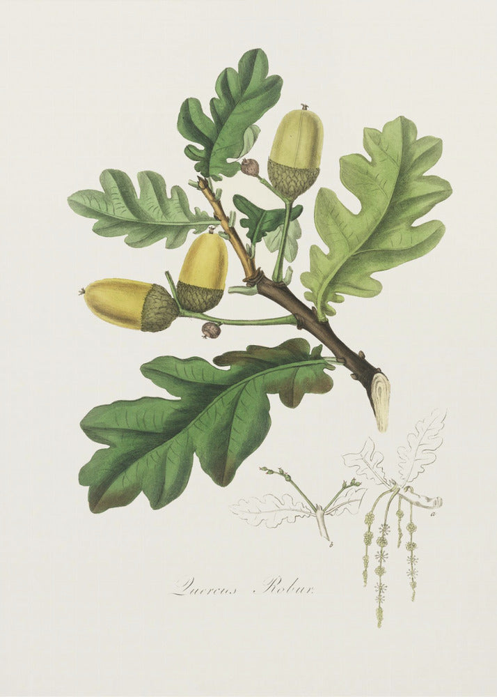 Plakat - English Oak (quercus) Medical Botany