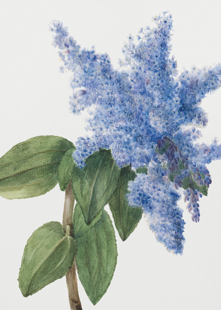 Plakat - California Lilac (1935)