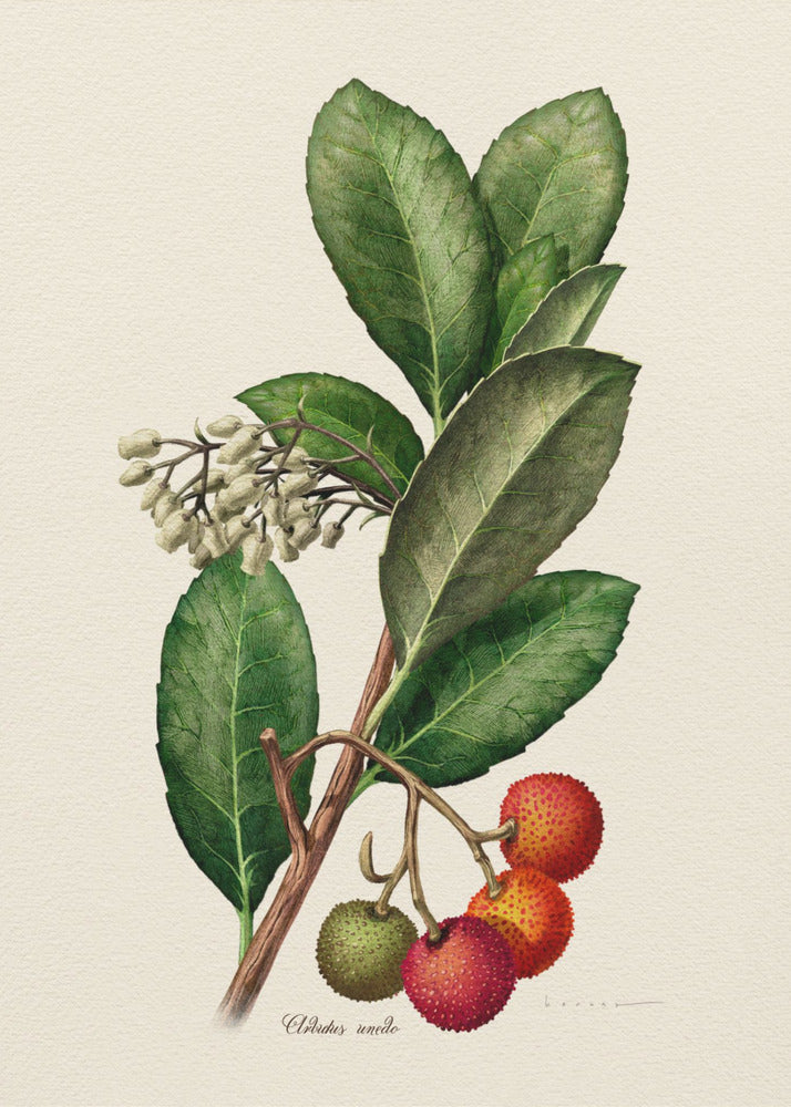 Poster - Botany Arbutus Unedo