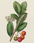 Poster - Botany Arbutus Unedo