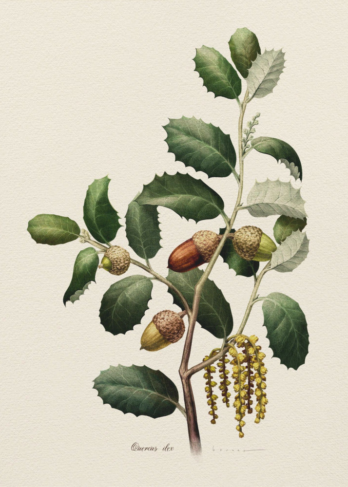 Plakat - Botany   Quercus Ilex