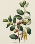 Plakat - Botany   Quercus Ilex