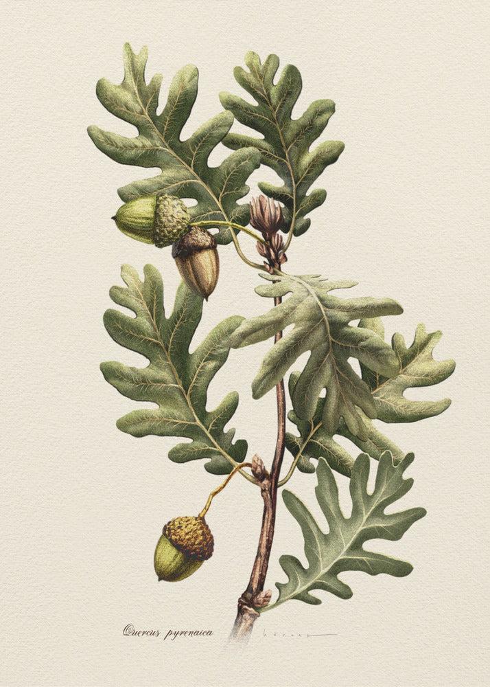 Plakat - Botany   Quercus Pyrenaica