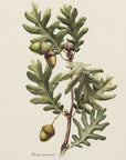Plakat - Botany   Quercus Pyrenaica