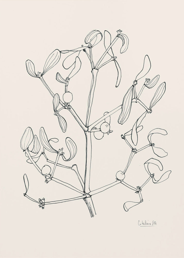 Plakat - Misteltoe ink drawing