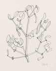 Plakat - Misteltoe ink drawing
