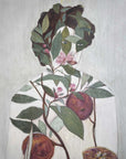 Plakat - The beauty