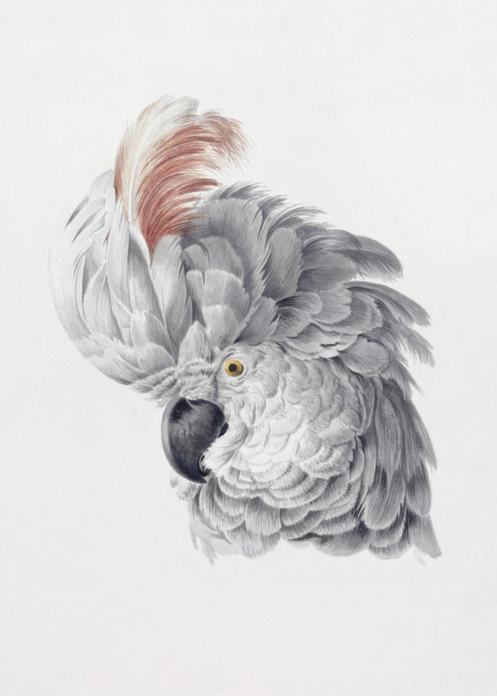 Plakat - Cockatoo Head
