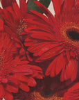 Plakat - Red Gerbera Daisy Detail