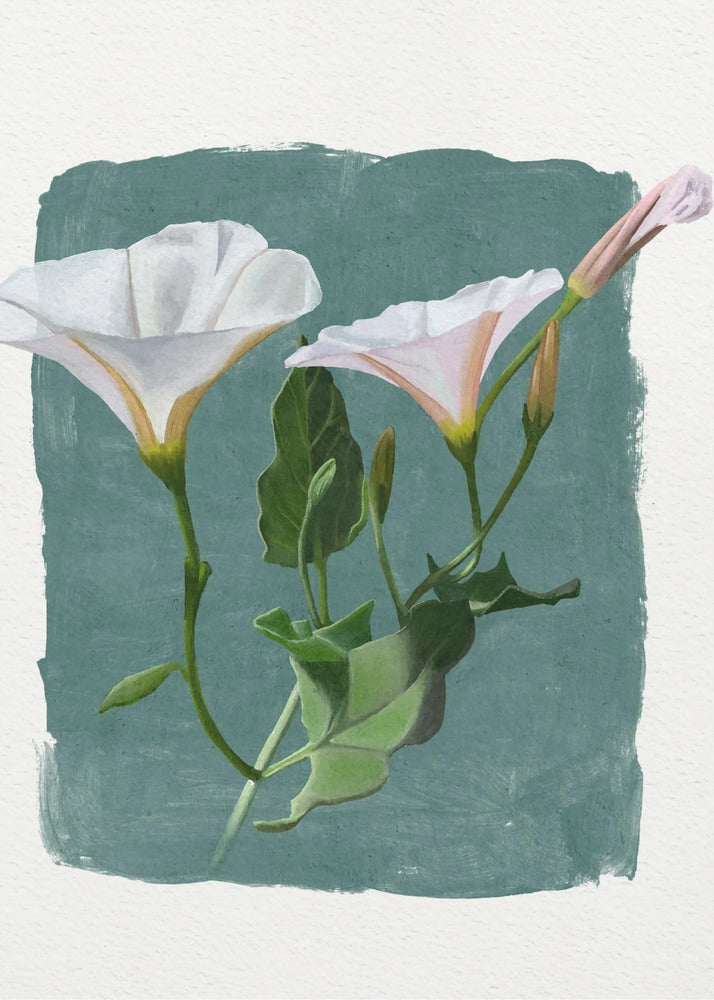 Plakat - Morning Glory
