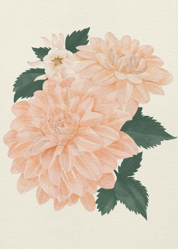 Poster - Pink Dahlia on Cream