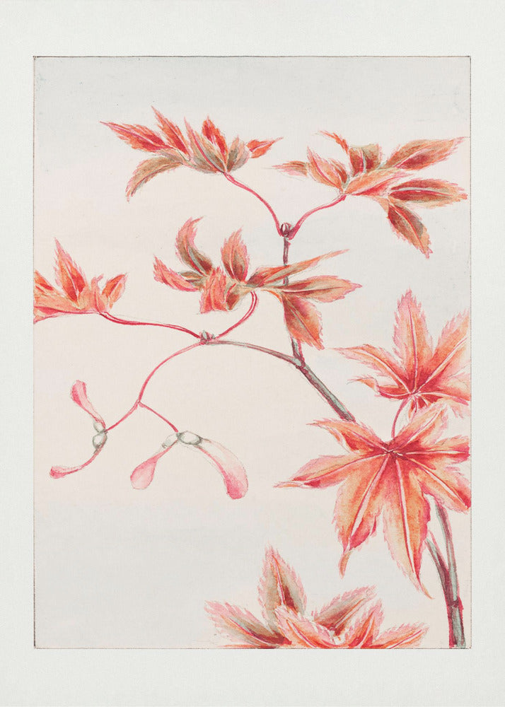 Plakat - Branch of Momiji Maple Tree With Leaves and Seeds During