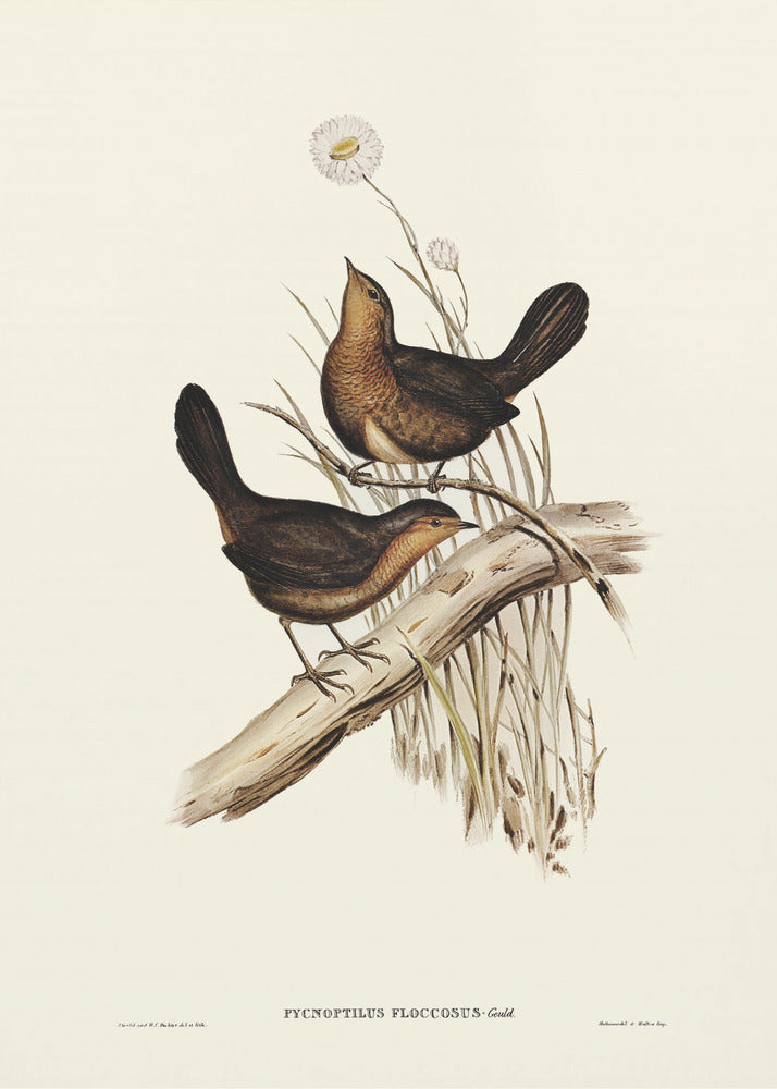 Plakat - Downy Pycnoptilus