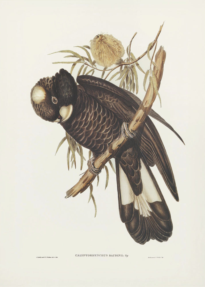 Plakat - Baudin&amp;