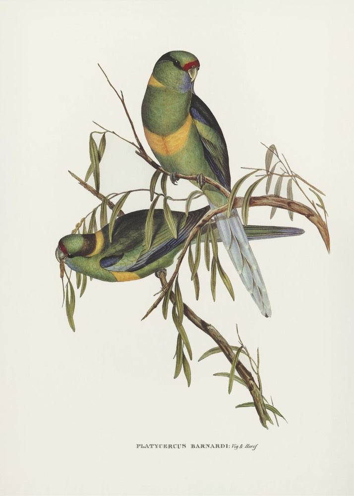 Plakat - Black Tailed Parakeet