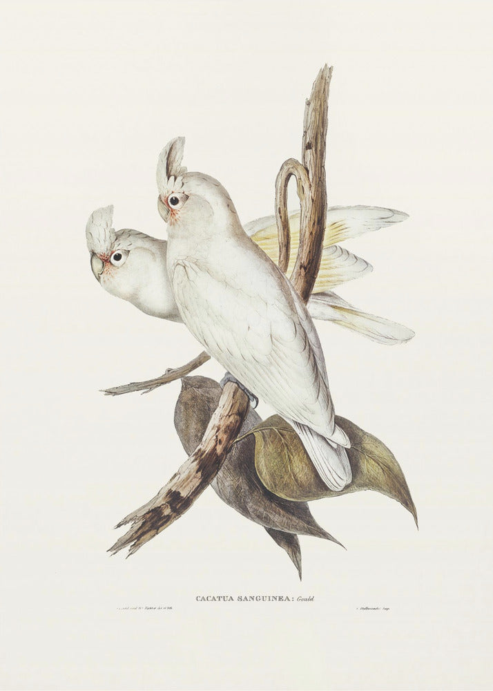 Plakat - Blood Stained Cockatoo