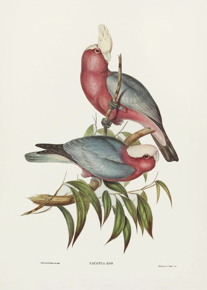 Plakat - Cacatua Eos - Admen.dk