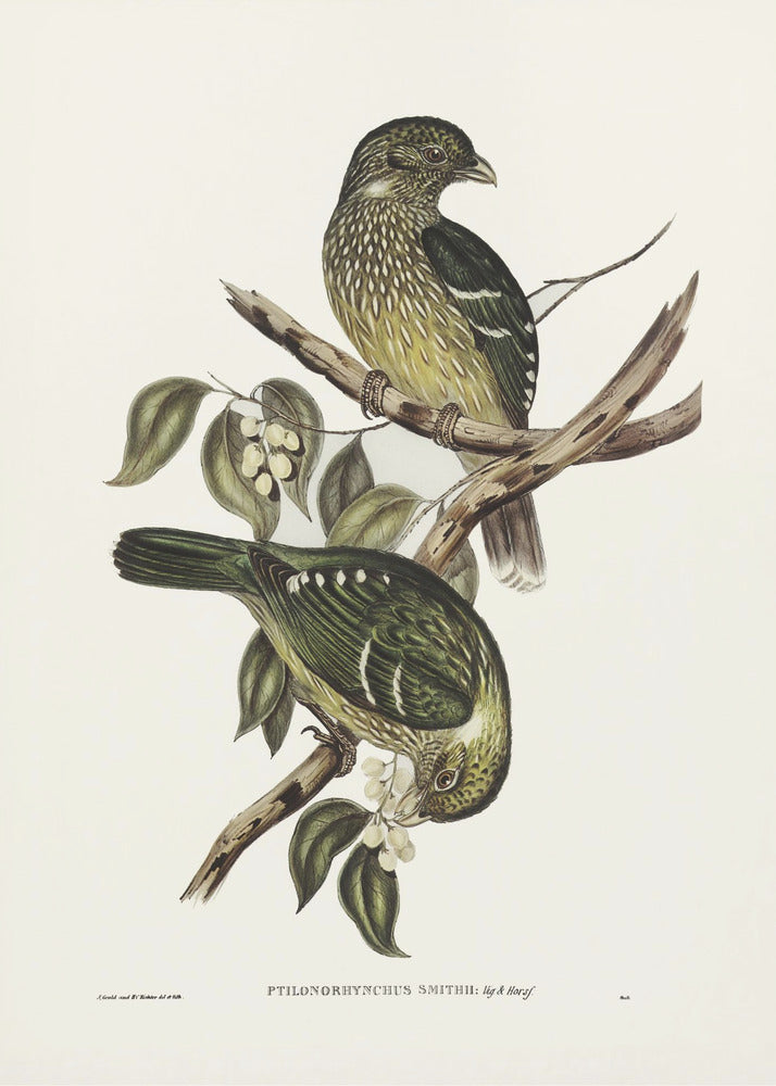 Plakat - Cat Bird - Admen.dk