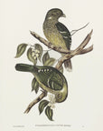 Plakat - Cat Bird - Admen.dk