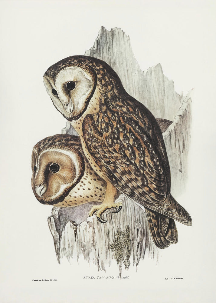 Plakat - Chestnut Faced Owl - Admen.dk