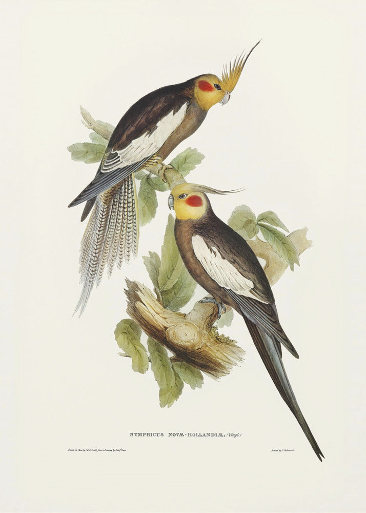 Plakat - Cockatoo Parakeet - Admen.dk