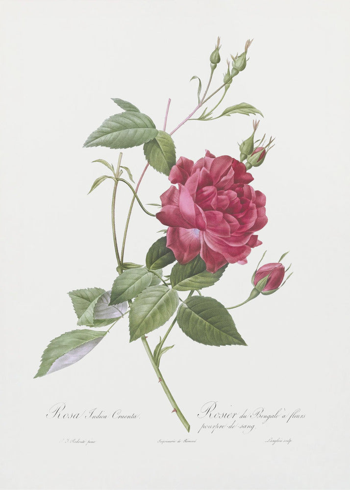 Plakat - Blood Red Bengal Rose, Les Roses (1817–1824)