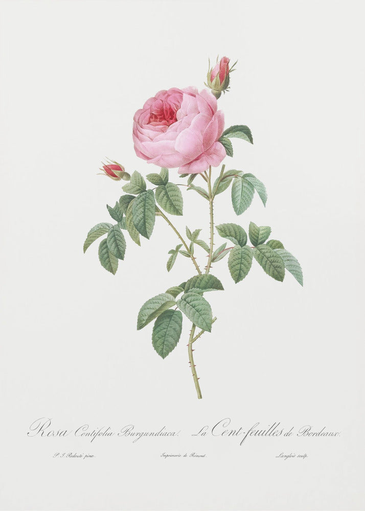 Plakat - Burgundy Cabbage Rose, Les Roses (1817–1824)