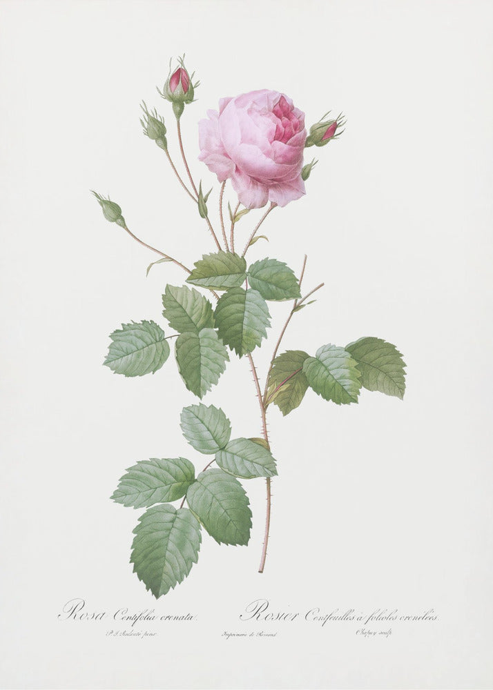 Plakat - Crenate Leaved Cabbage Rose, Les Roses (1817–1824)