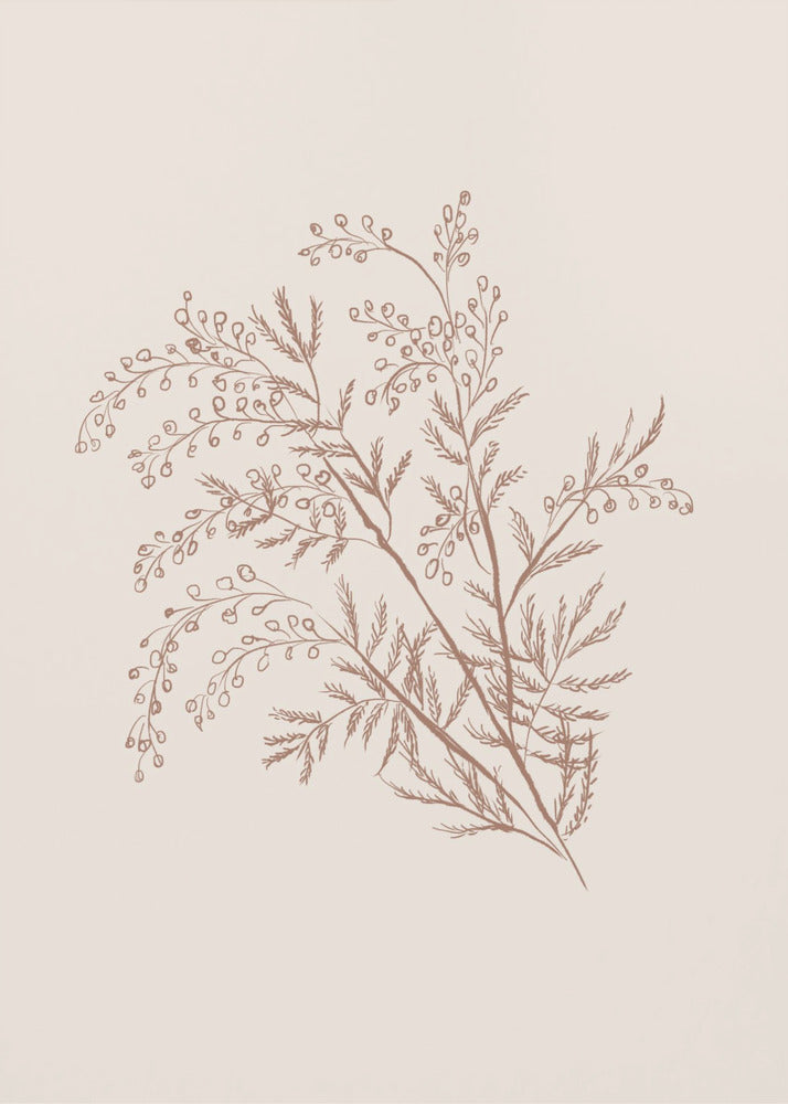 Plakat - Acacia Botanical kunst - Anis
