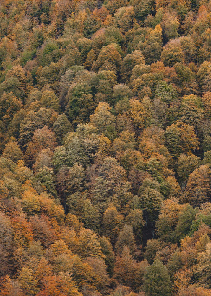 Akustik - Autumn Forest 02
