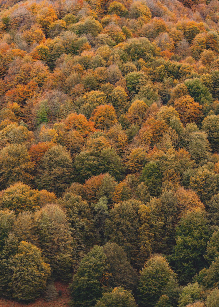 Plakat - Autumn Forest 04