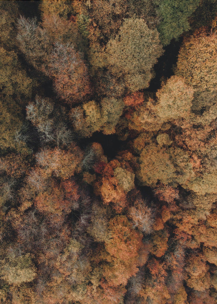 Plakat - Autumn Forest 14