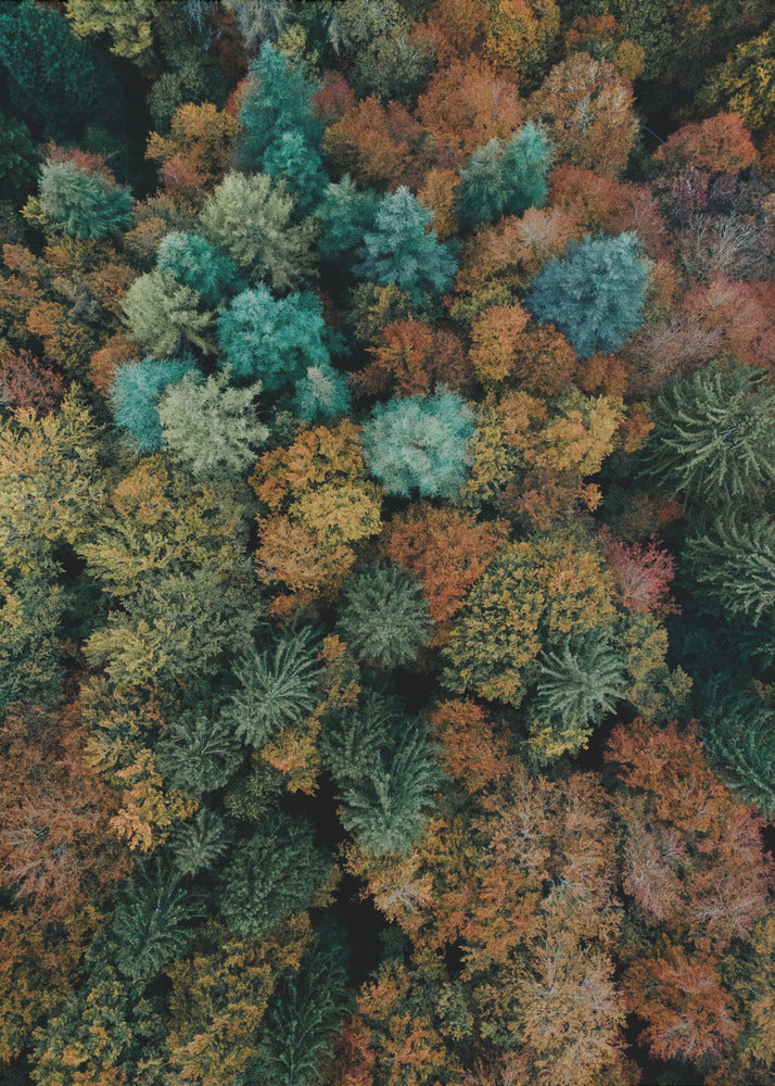 Akustik - Autumn Forest 17