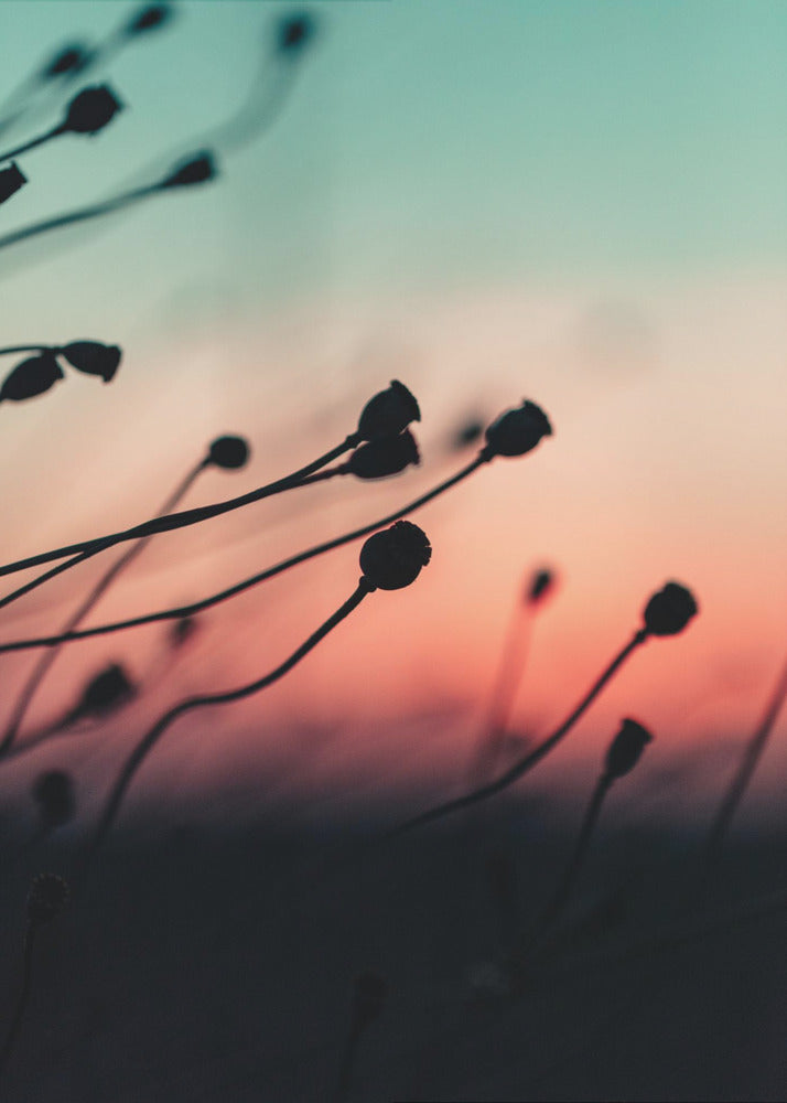 Akustik - Sunset Grass Fileld 01
