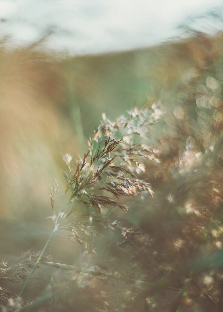 Plakat - Morning Grass Filelds 14 - Admen.dk