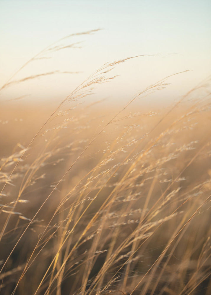 Plakat - Morning Grass Filelds 17