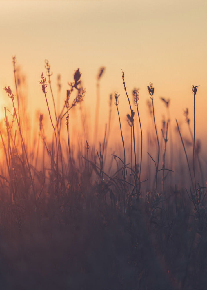 Akustik - Sunset Grass Filelds 06