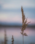 Plakat - Landscape 01 - Admen.dk