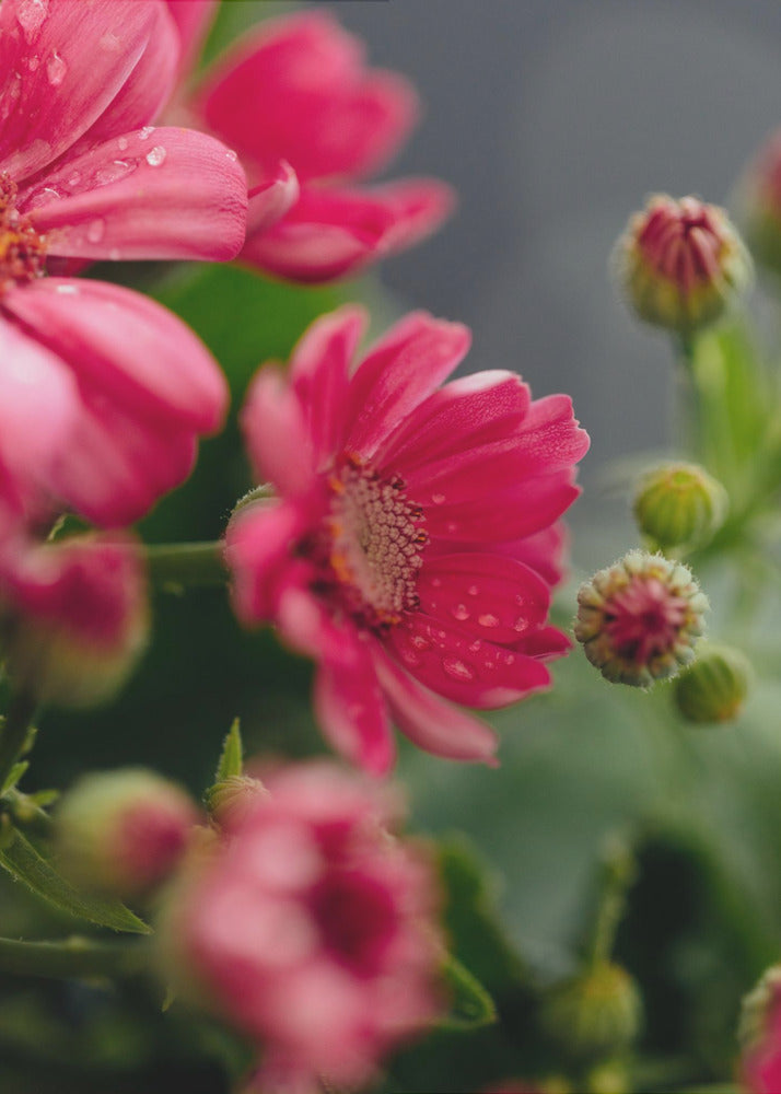 Plakat - Red Flowers 8