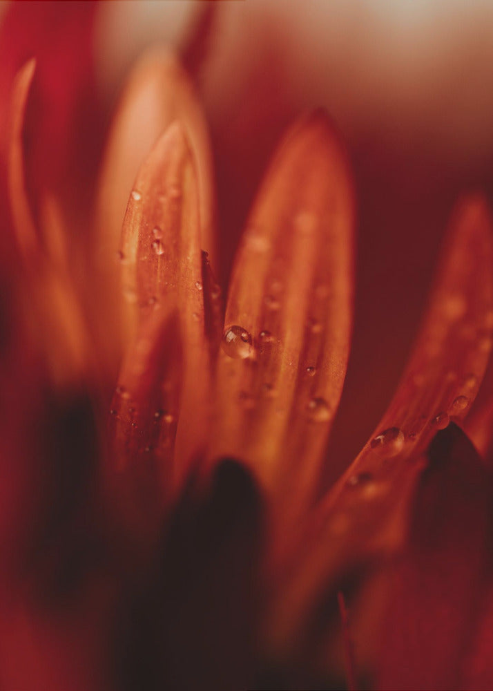 Plakat - Red Flowers 17