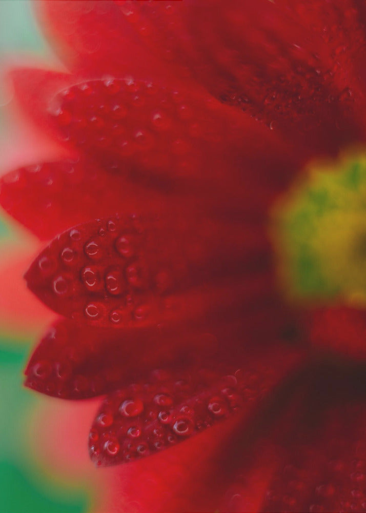 Plakat - Red Flowers 33