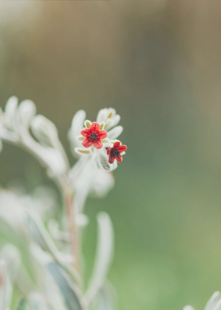Plakat - Red Flowers 50